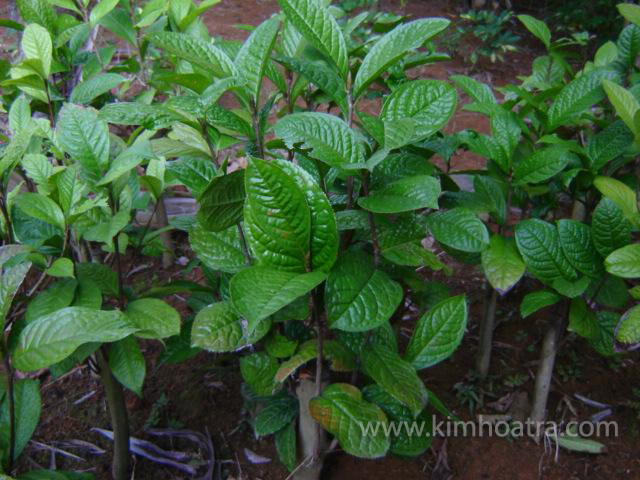 Camellia Phanii.M.Sealy